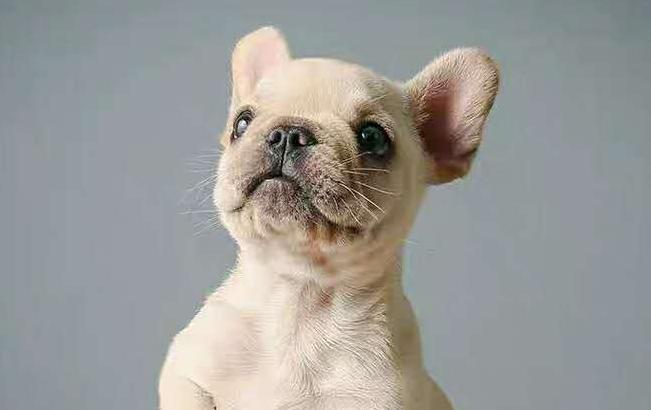 法斗多少钱一只,法斗犬为什么不建议养