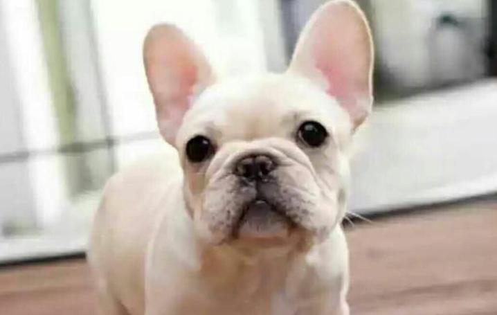 法斗多少钱一只,法斗犬为什么不建议养