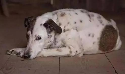 为什么狗狗死前会离开家,狗狗死之前为什么要躲着