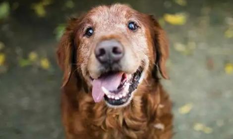 为什么狗狗死前会离开家,狗狗死之前为什么要躲着