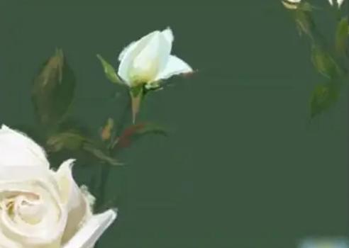 女人要知道的感情忠告,女生一定要知道的8条感情忠告