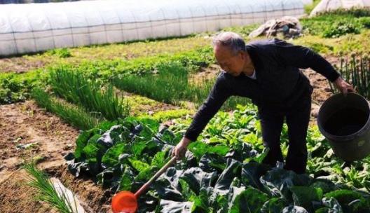 人尿是万能肥料吗，人尿泡大蒜种植方法
