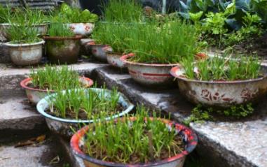 人尿是万能肥料吗，人尿泡大蒜种植方法