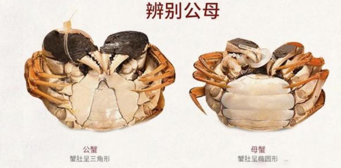 螃蟹公母区别，螃蟹女什么意思