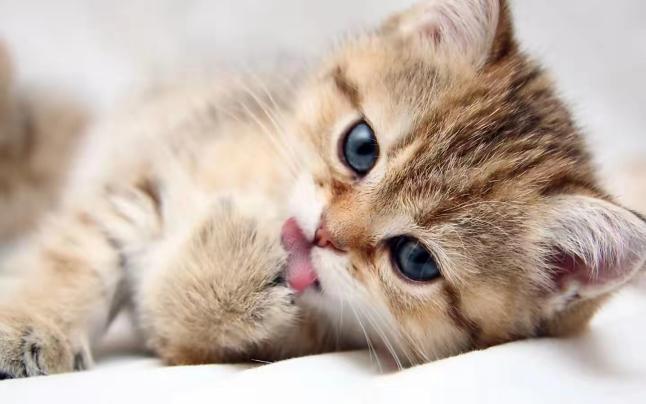猫和狗哪个适合老人养，养狗会让老人心里不空虚吗