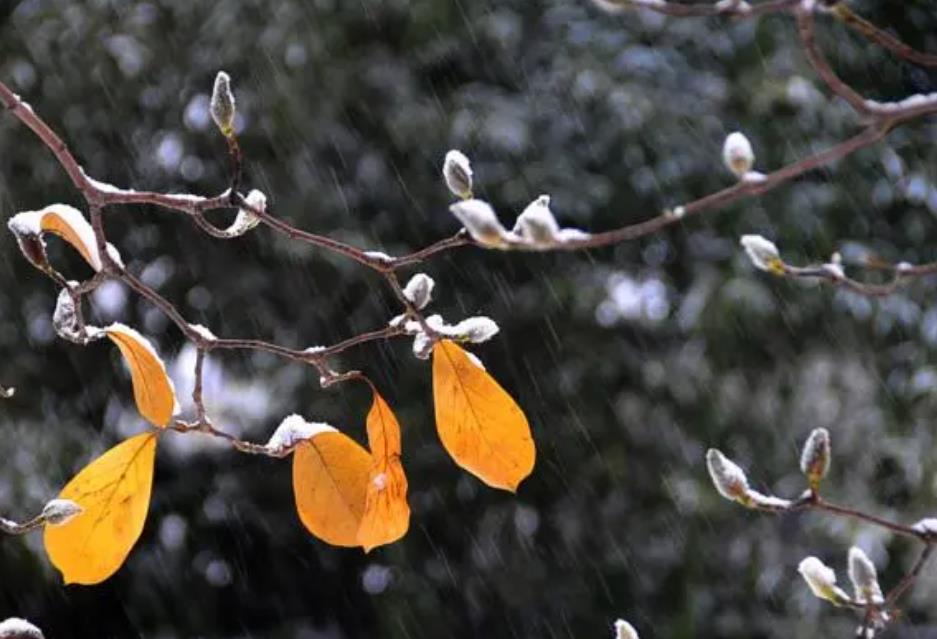 小雪下雨有什么说法，小雪不宜吃什么