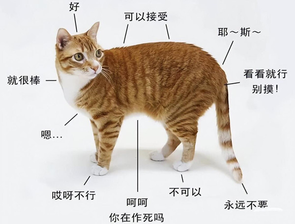 撸猫是啥意思，什么是撸猫