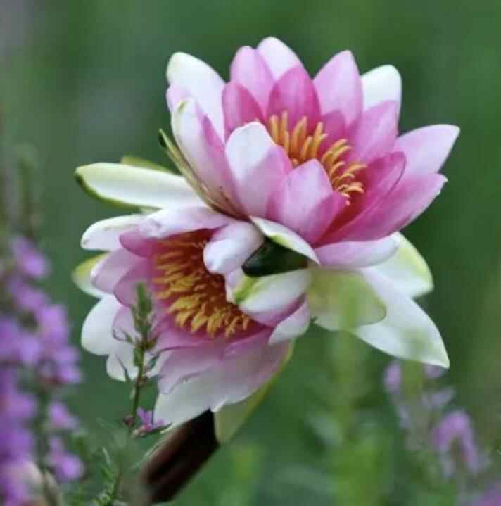 老年异性朋友聊天忌讳,老年人异性朋友聊天应注意什么