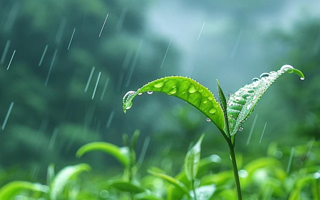 茶叶为什么不能随便送人,送人茶叶代表什么