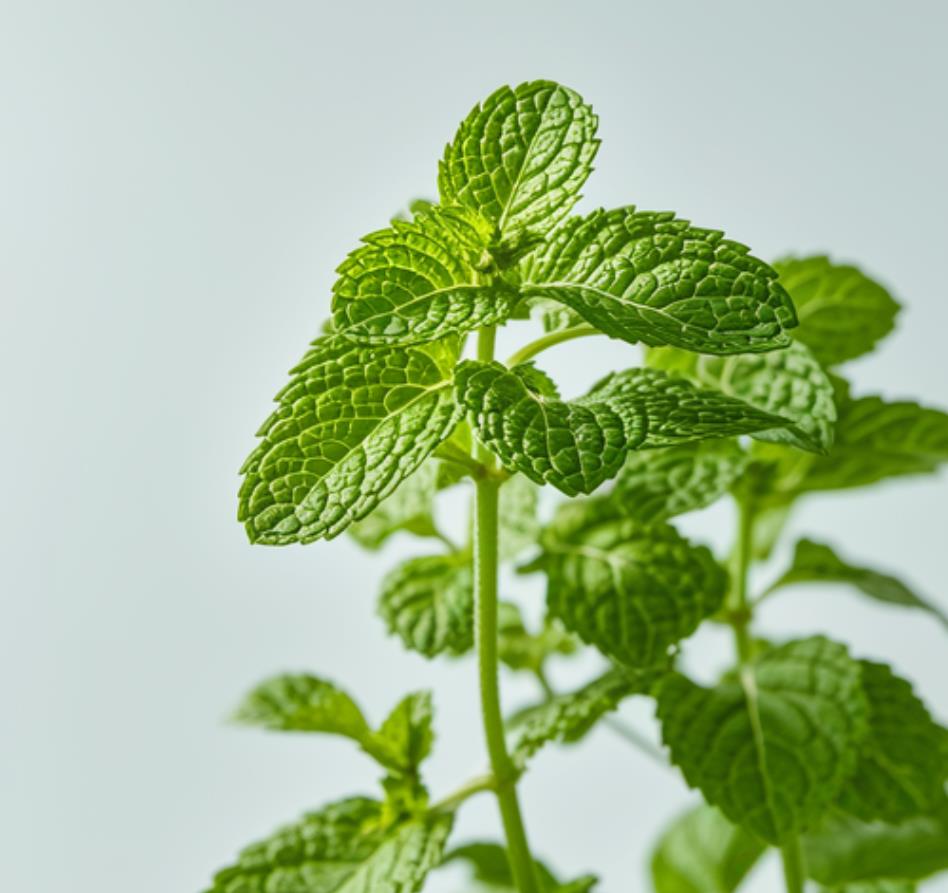 家里为什么不能种薄荷