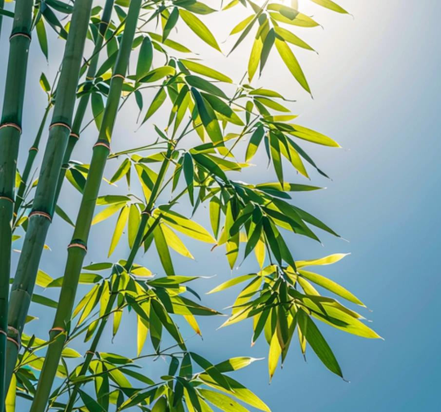 竹子最怕三样东西