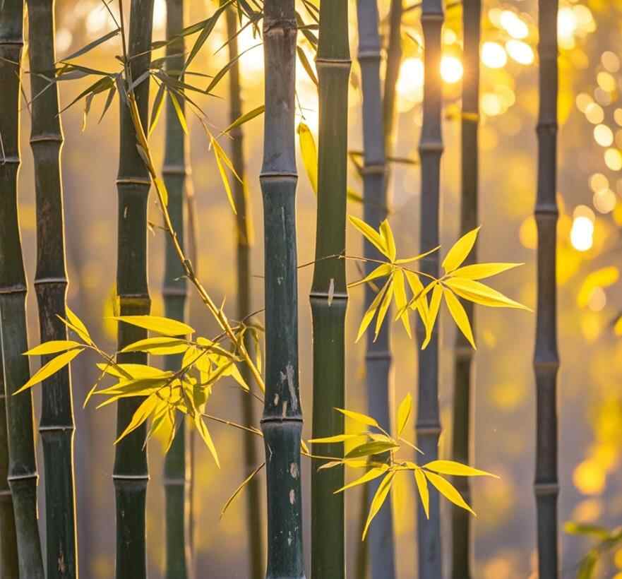 竹子怎么拍最好看