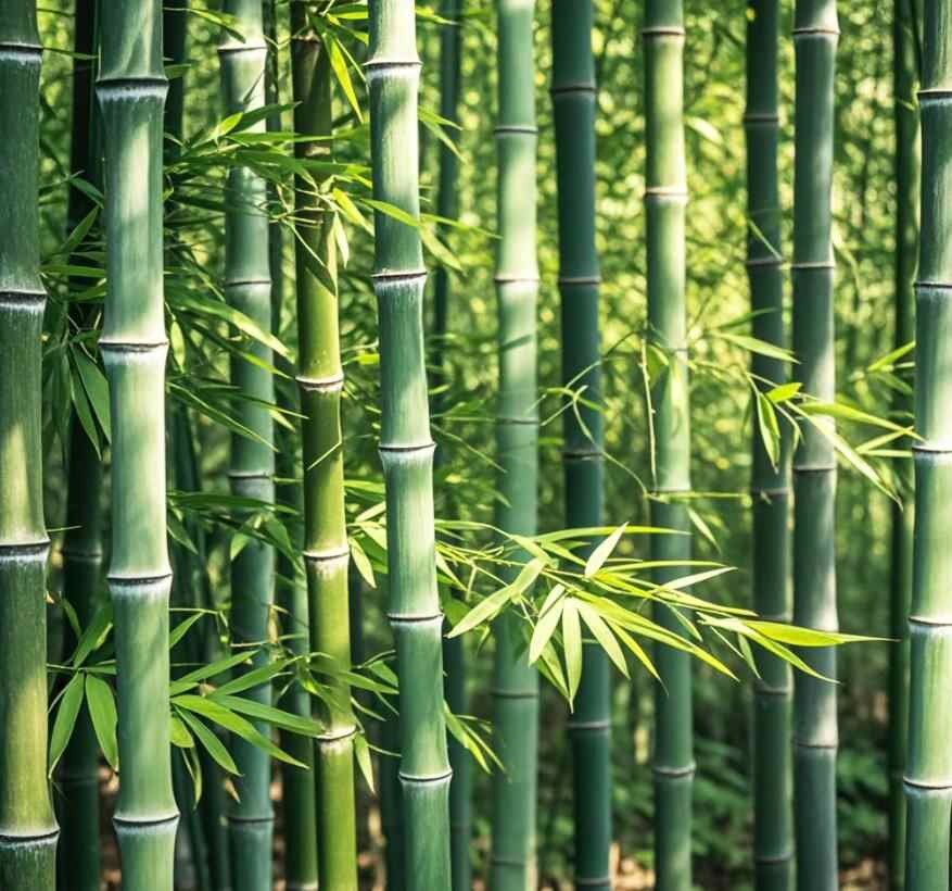 竹子怎么拍最好看