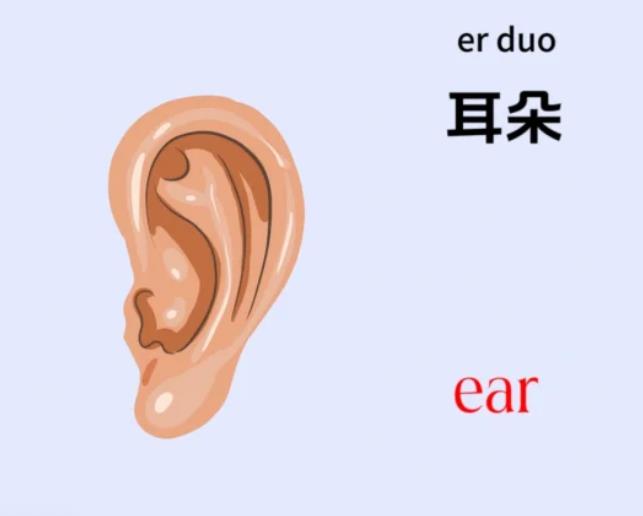 最正确的五官是哪五官