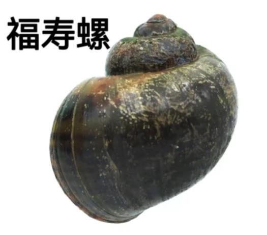 福寿螺卵不能碰的原因