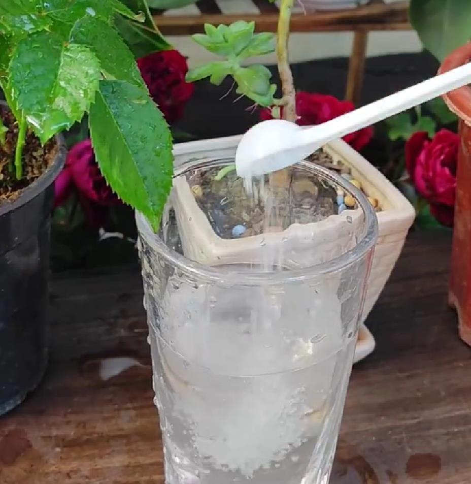 小苏打杀虫配方