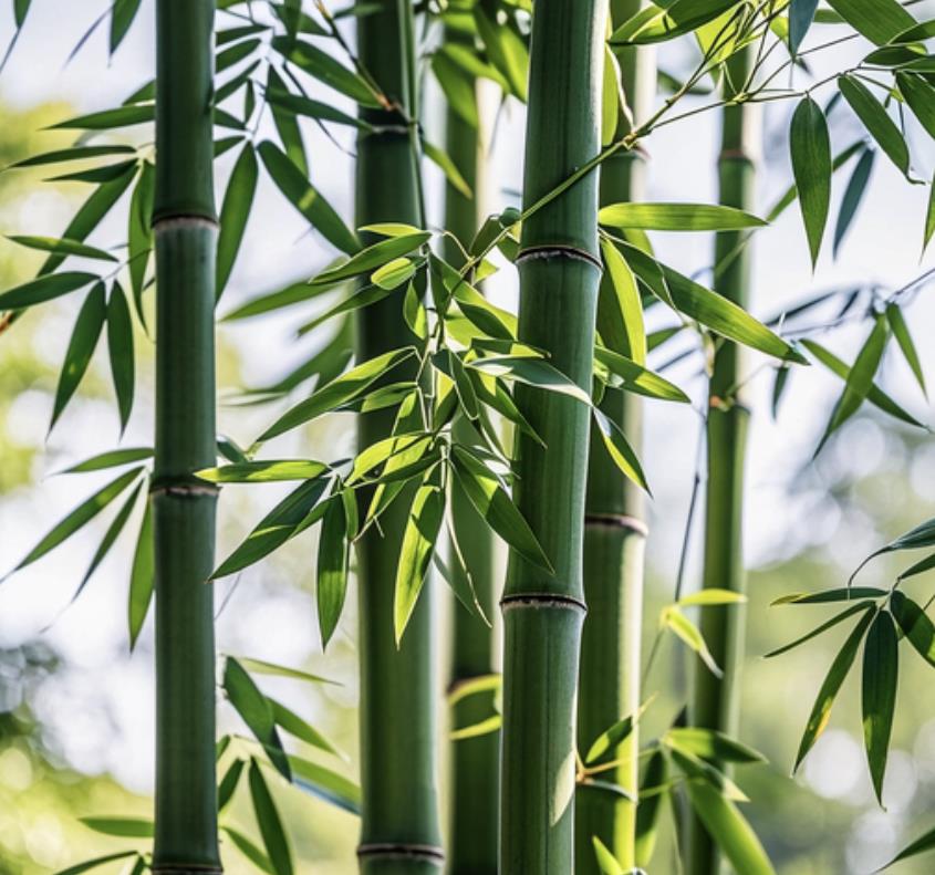 竹子是草还是树