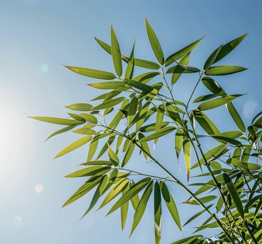 竹子是草还是树