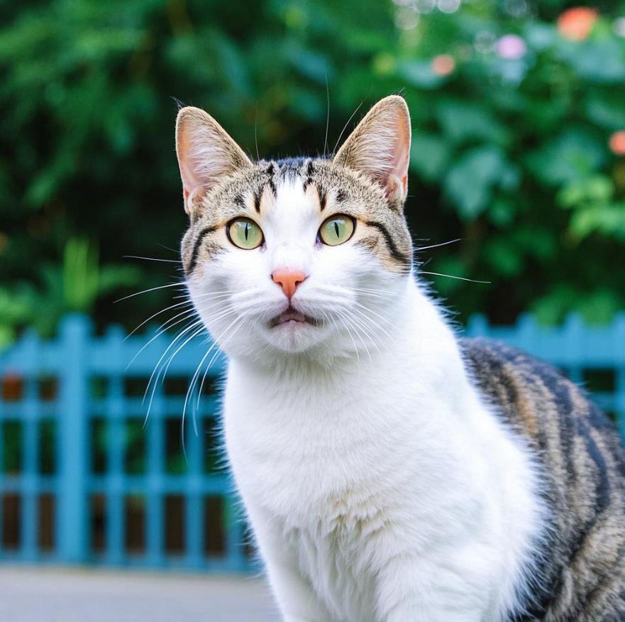 如何判断一只猫对主人有没有感情