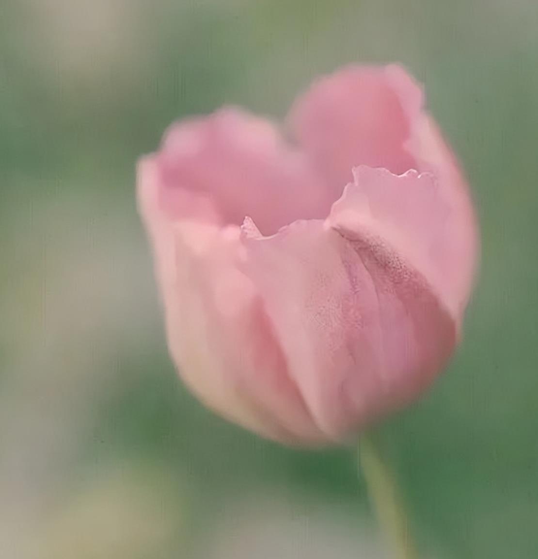 喜欢上一个人四种意思