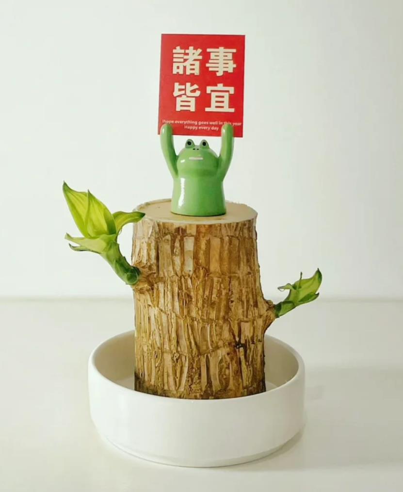 巴西木为啥叫死人树