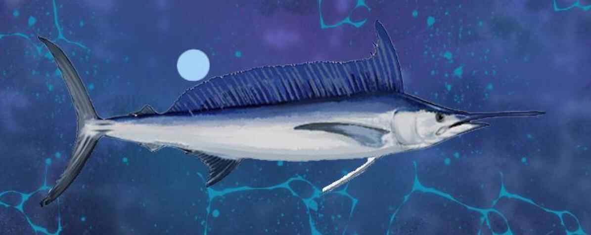 马林鱼为什么不能拉上船