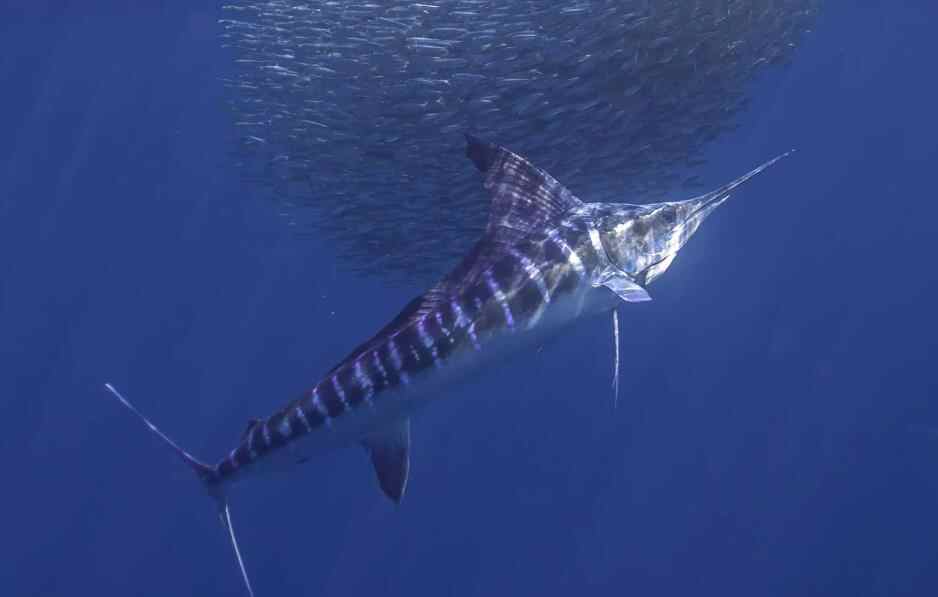 马林鱼为什么不能拉上船