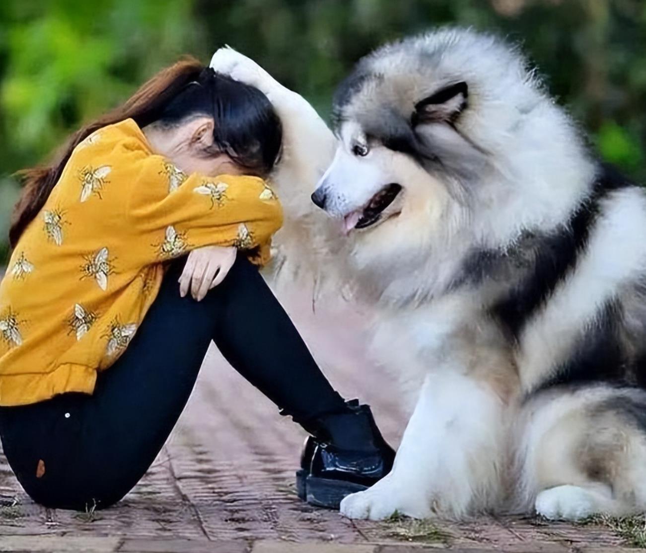 大型犬适合女孩子养吗