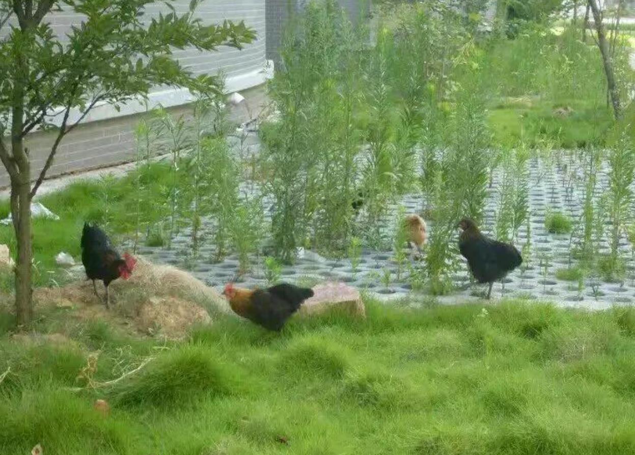 鸡养久了会认主人吗