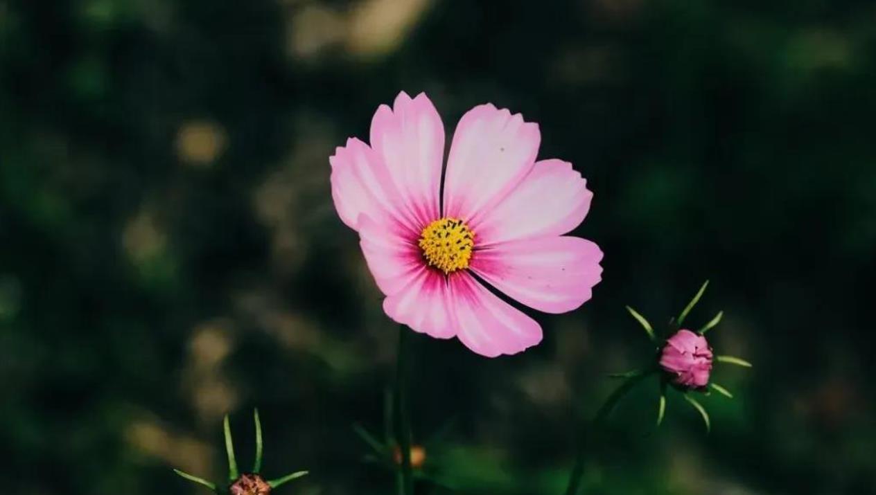 为什么不能用花做头像