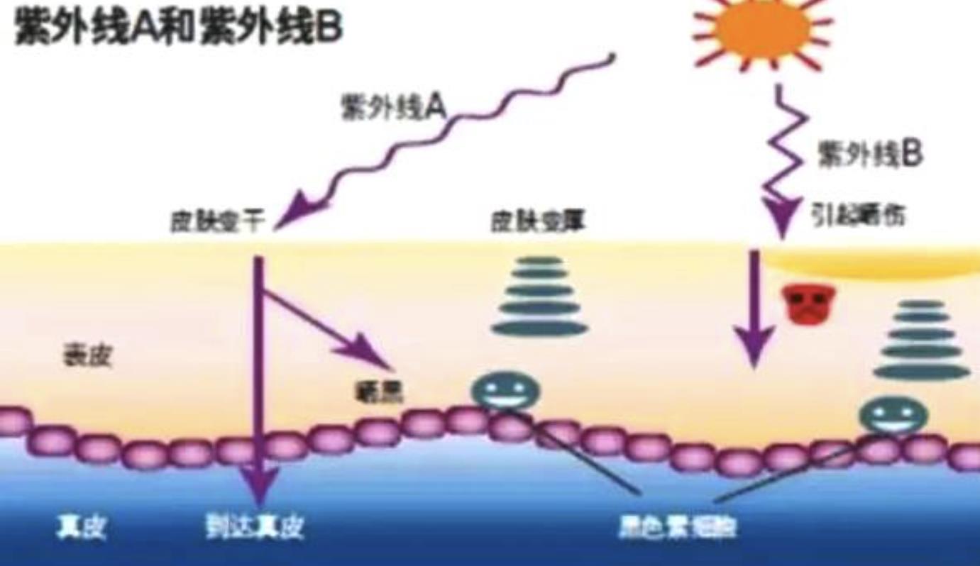 为什么一晒太阳特别容易变黑