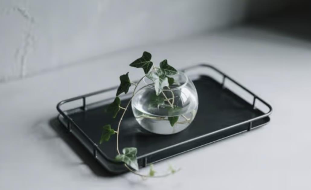 什么植物放在客厅最好