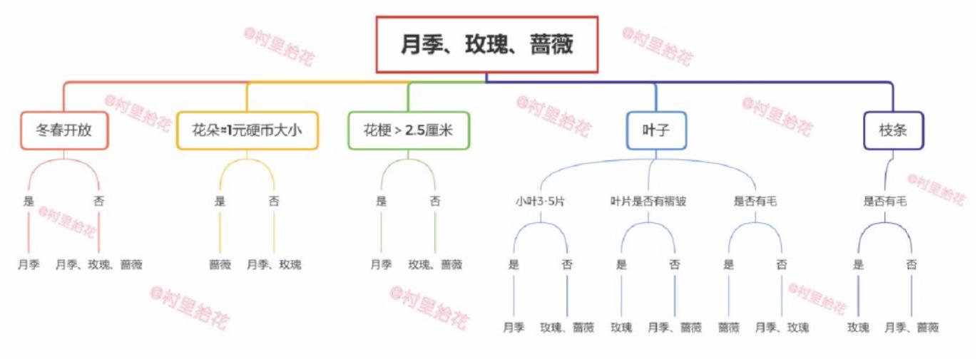 玫瑰月季蔷薇怎么区分