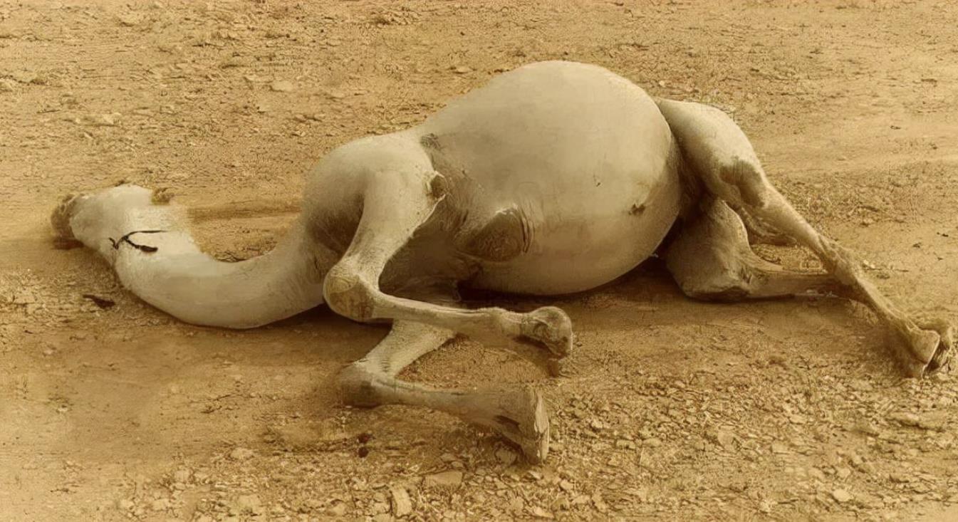 渴死的骆驼为什么不能碰