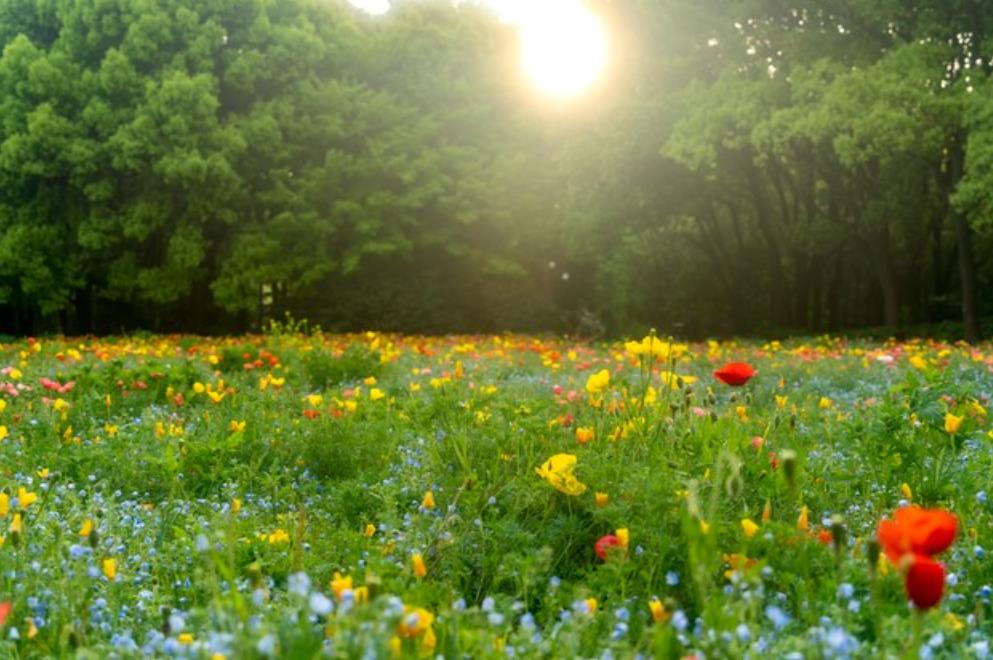 亲吻抚摸对情感的影响