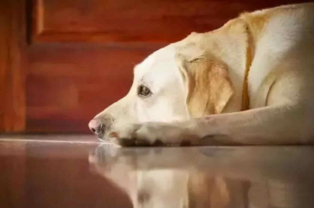 狗子为什么临死前会离开主人