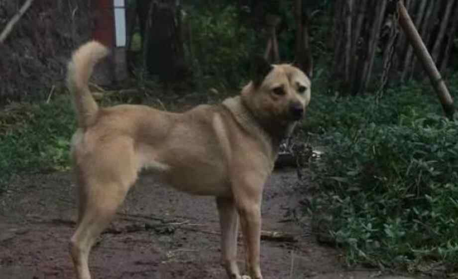 狗子为什么临死前会离开主人