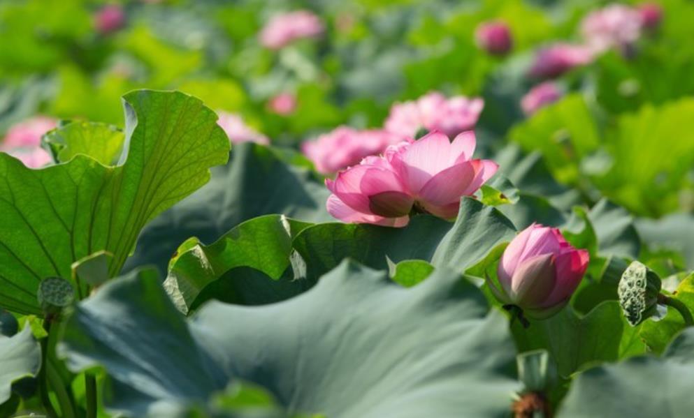 男人放不下怎样的人