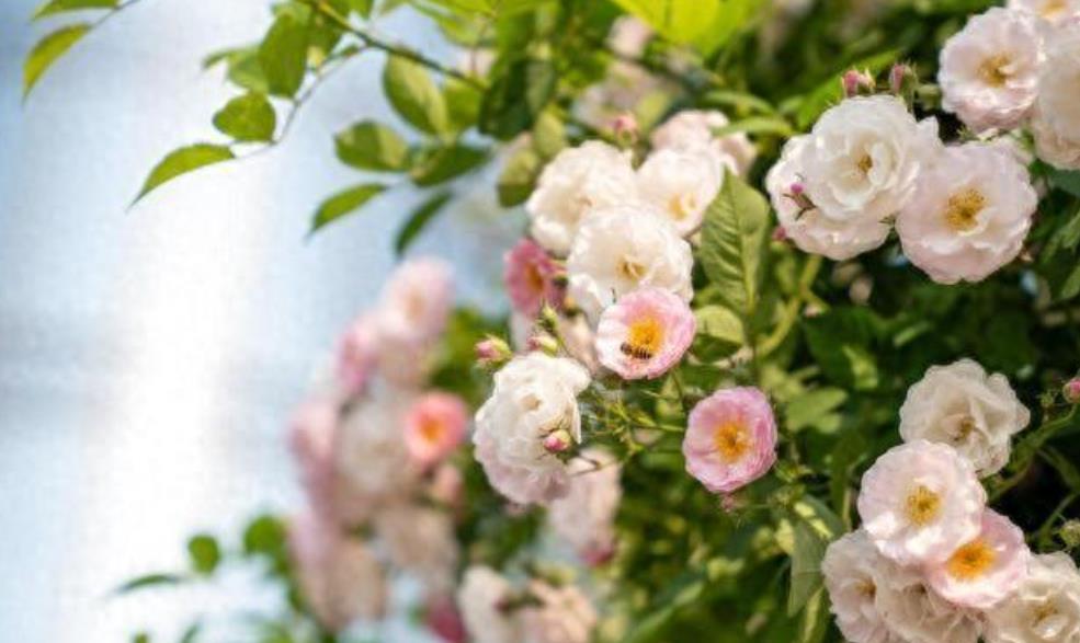 男人删除拉黑后放不下的表现有哪些