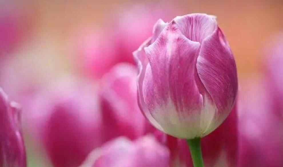 夫妻间最舒服的几个交往方式