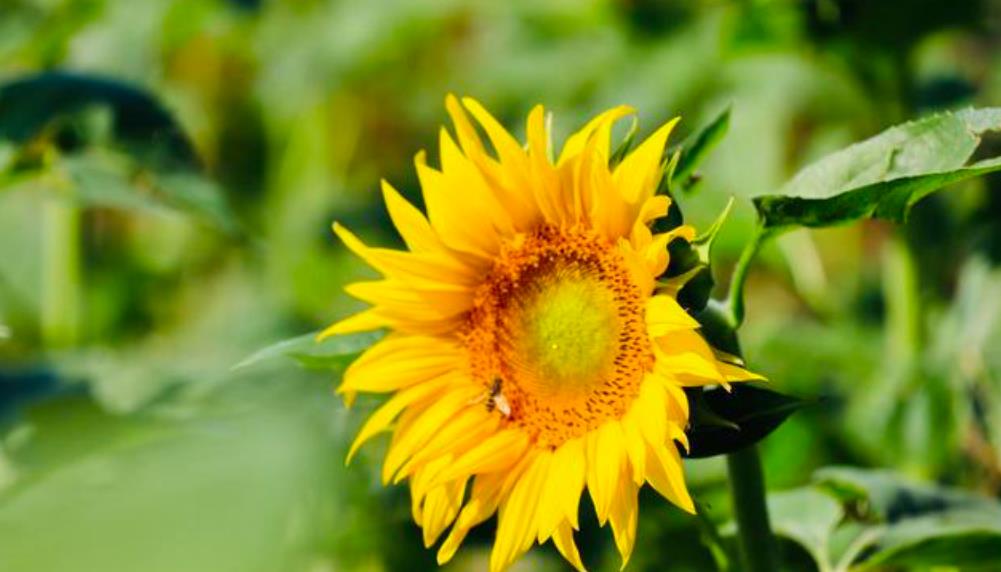 微信红包不想收怎么退回给对方