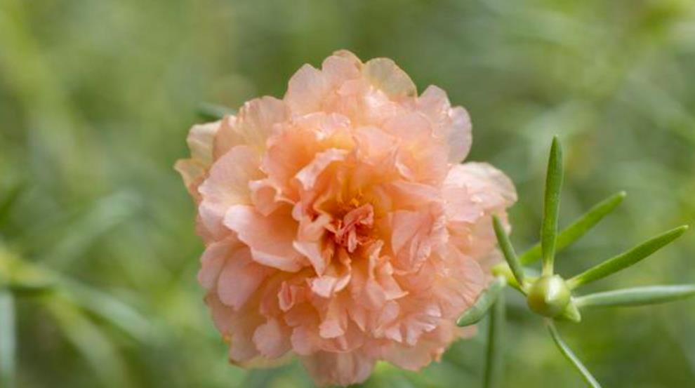 微信红包不想收怎么退回给对方