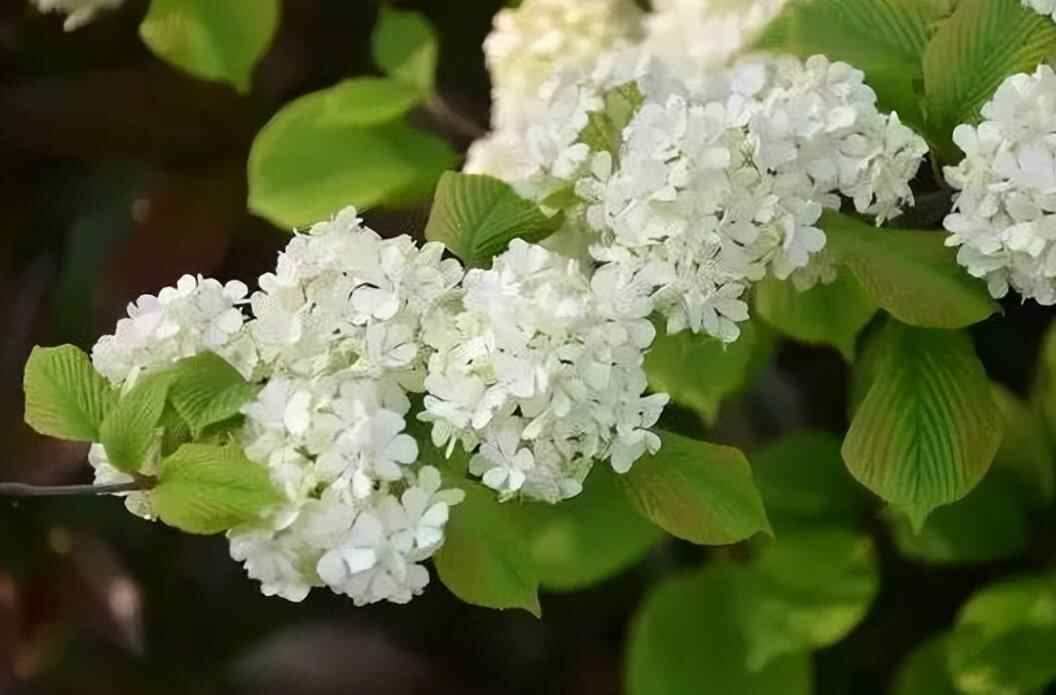 和亲家来往哪些礼不能随