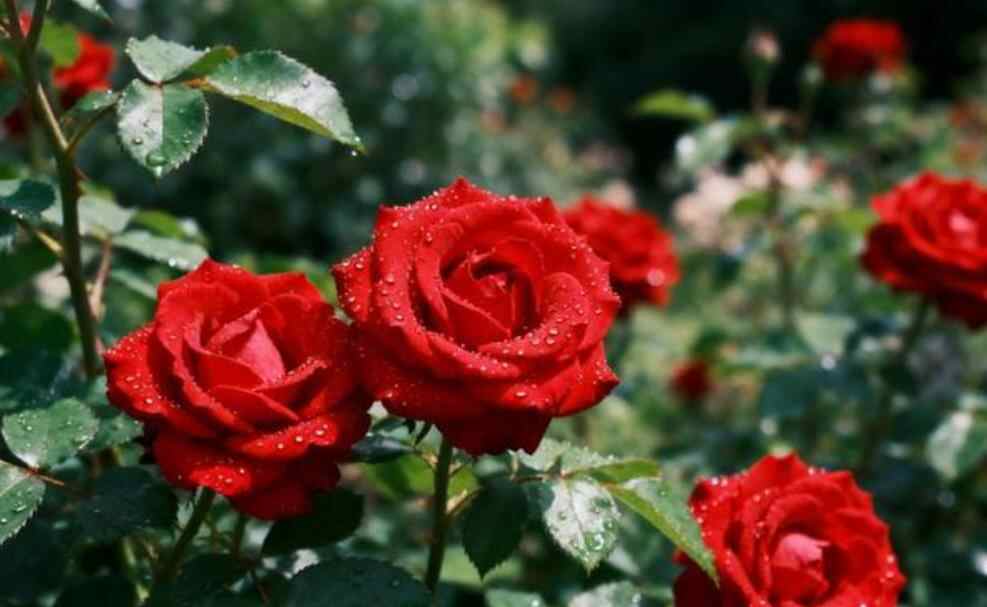 亲家之间如何称呼